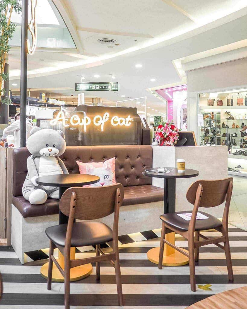 โครงการ A cup of cat