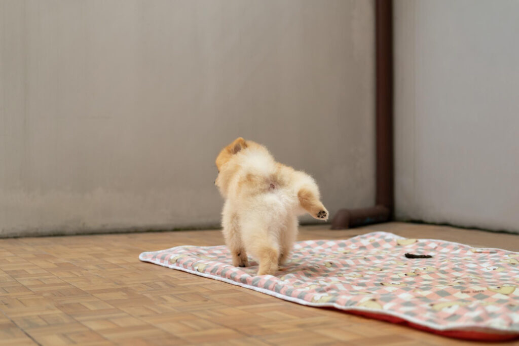 การเลือกกระเบื้องยางที่เหมาะสมกับสัตว์เลี้ยงในบ้าน