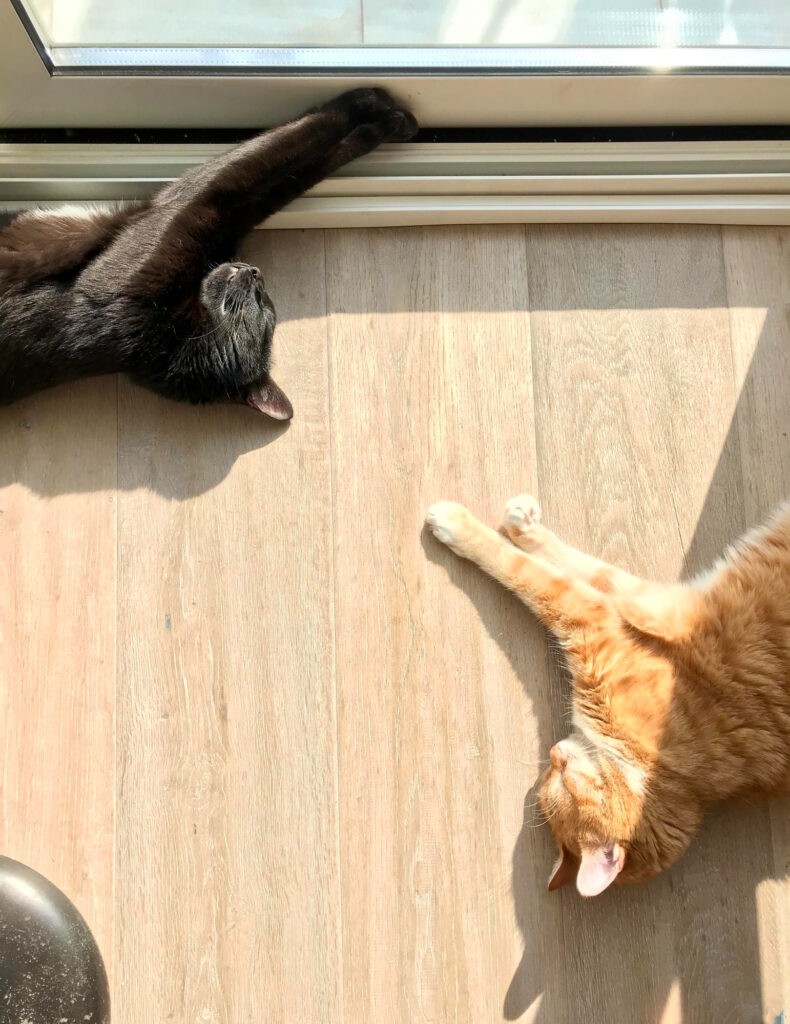 พื้นแบบไหนดีต่อใจน้องหมาน้องแมว